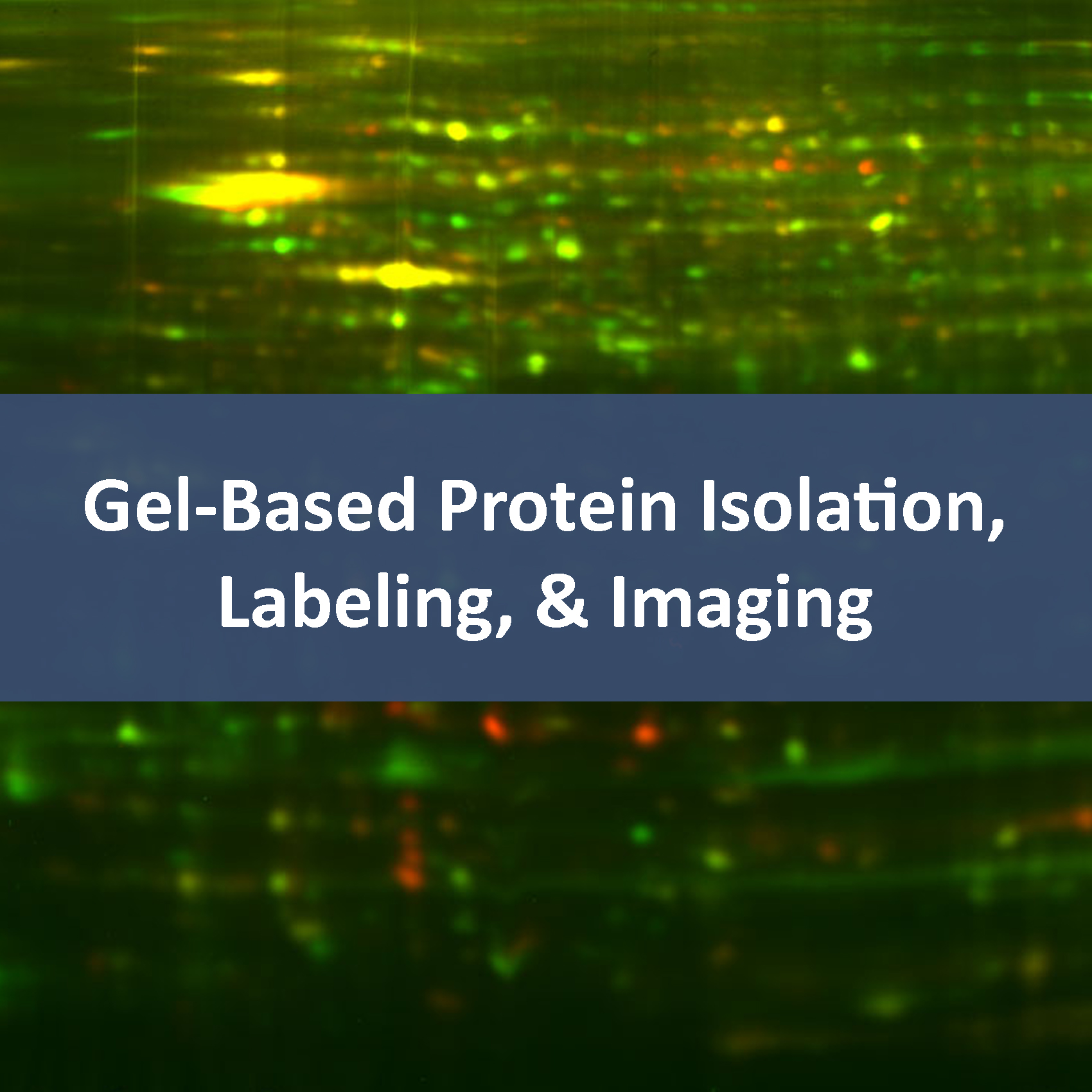 Gel-Based Protein Isolation, Labeling & Imaging