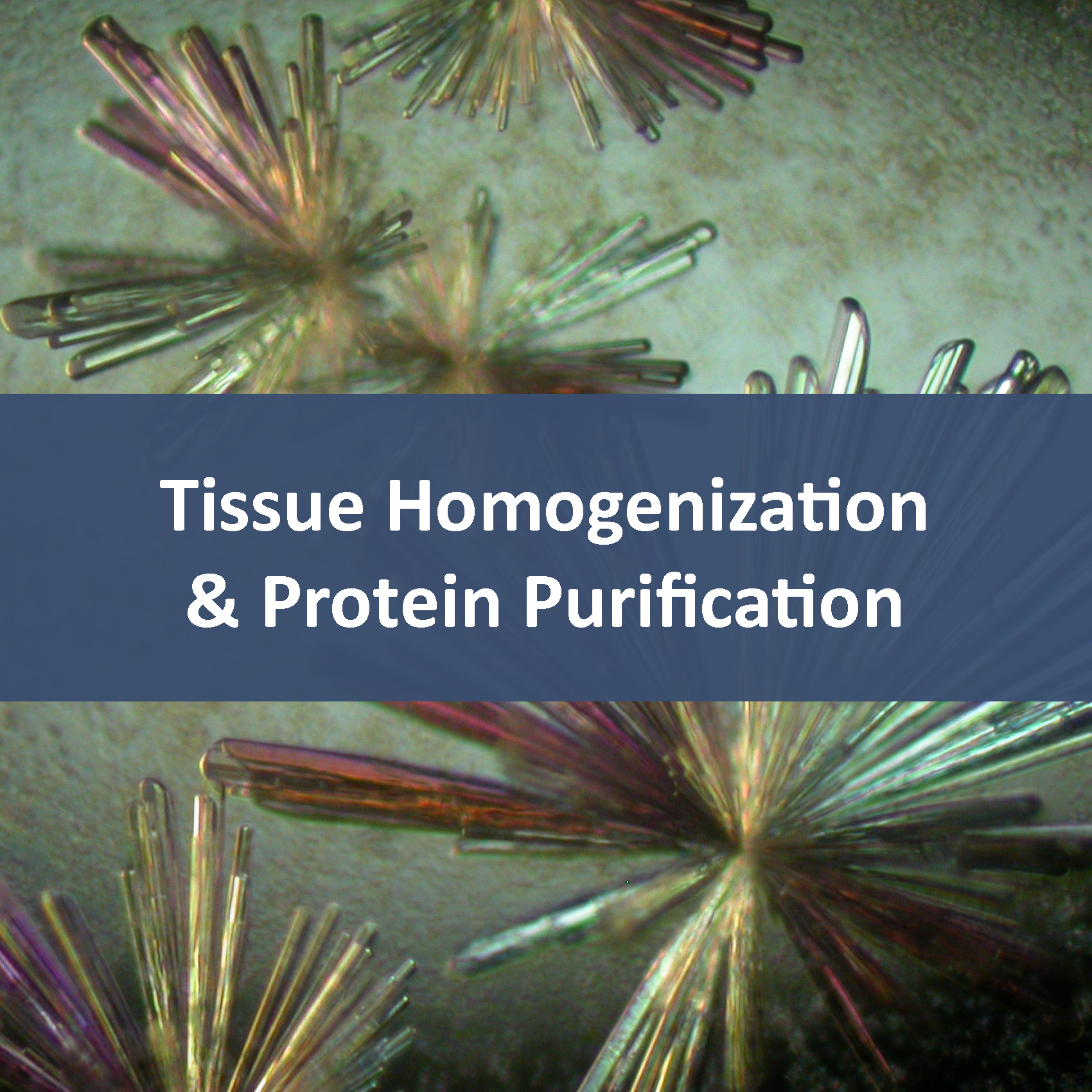 Tissue Homogenization & Protein Purification