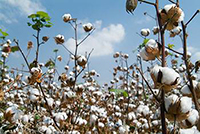 cotton