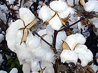 cotton