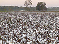 cotton field